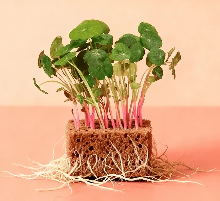 Nasturtium Empress of India Microgreens